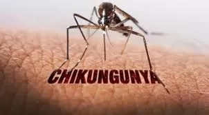 Bộ Y tế yêu cầu tăng cường phòng, chống bệnh Chikungunya