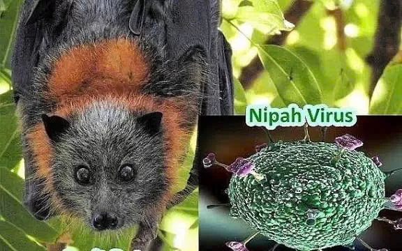 DỊCH BỆNH DO VI RÚT NIPAH VÀ KHUYẾN CÁO CỦA NGÀNH Y TẾ