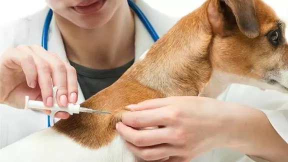 NGƯỜI DÂN CHỦ ĐỘNG PHÒNG, CHỐNG BỆNH DẠI
